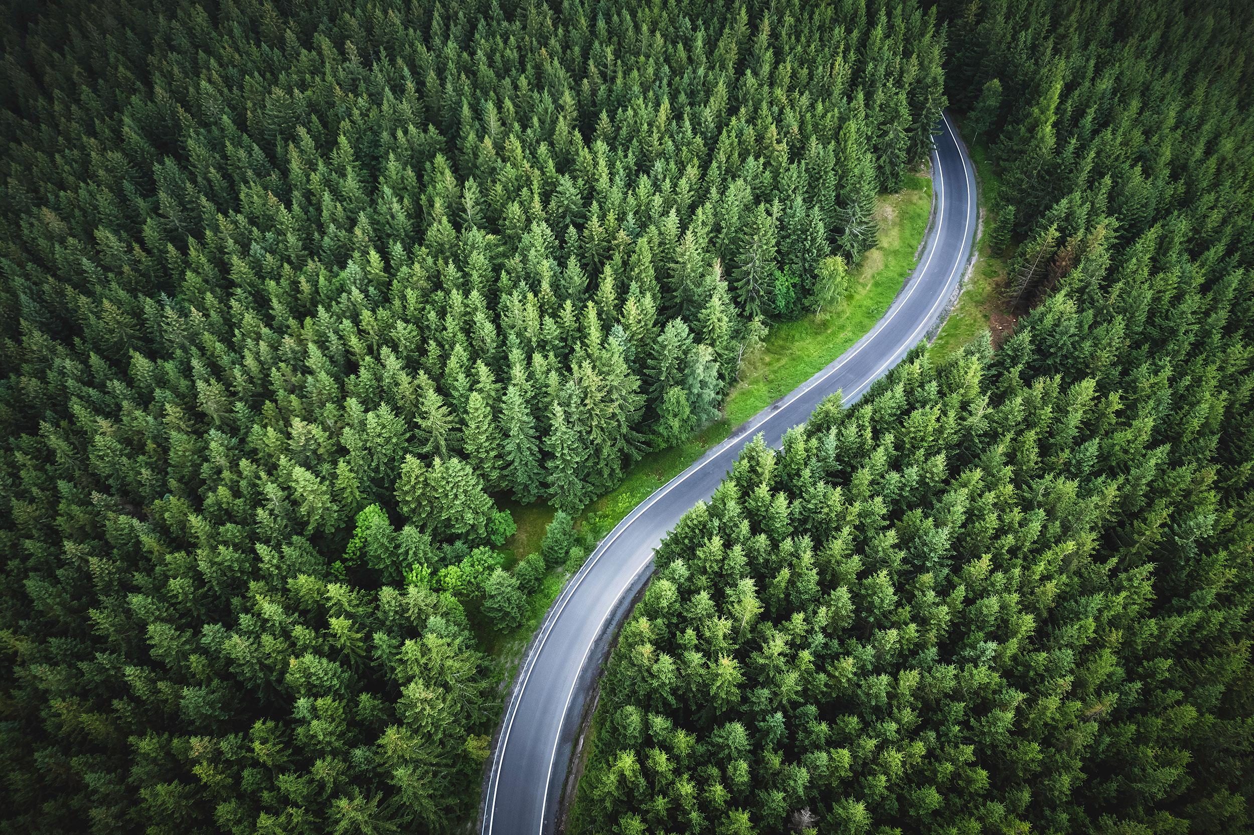 Straße durch dichten Wald
